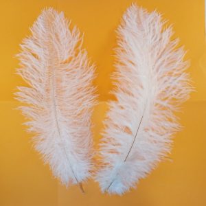 PLUME DECOR 2pcs 200pcs/ctn  P26 *RUP01.24*